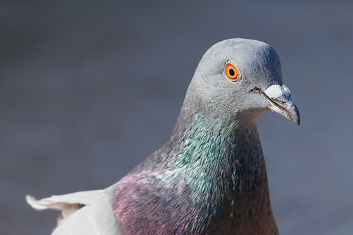 Close-up portrait of domestic pigeon, Columba livia domestica, La Mata, Spain