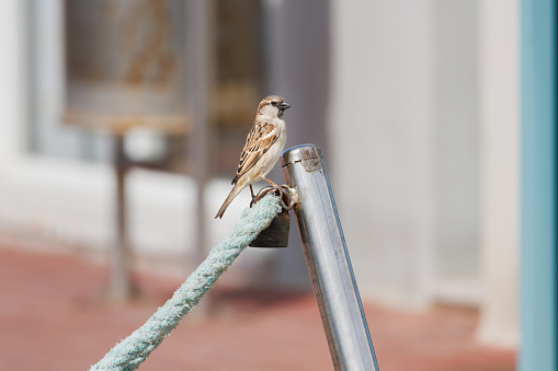 Male sparrow Passer domesticus perched on rope and padlock in the marina of Guardamar del Segura, Spain
