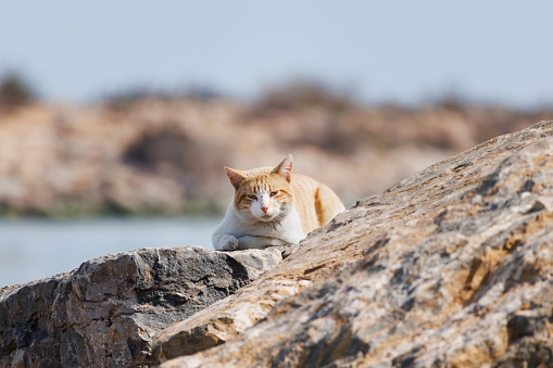 Stray cat in the marina of Guardamar del Segura between stones of the breakwater, Spain