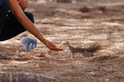 Red squirrel (Sciurus vulgaris) collecting a nut from the hand of a non-recognizable human in the Lagunas de la Mata natural park, Spain