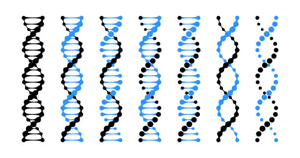 emberi dns és rns lánc spirálok orvosi genetikai hélix modellje. biotechnológiai laboratóriumi tesztek vagy egészségügyi kutatási ikonok. kettős szálú összekapcsolt pontok a molekulában - dezoxiribonukleinsav témájú stock illusztrációk