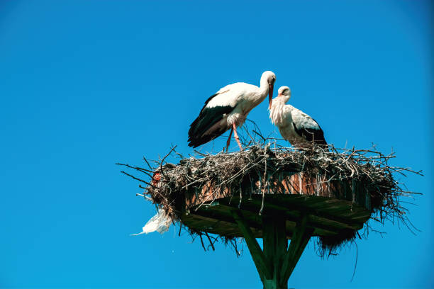 istock Storks nesting in the village of Eskikaraagac, Bursa 2094391396