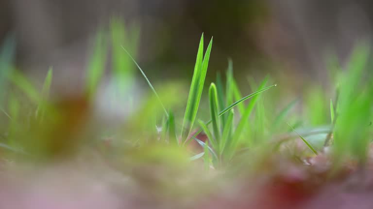 Beautiful nature background with grass in the forest and light wind. Spring landscape with nature.