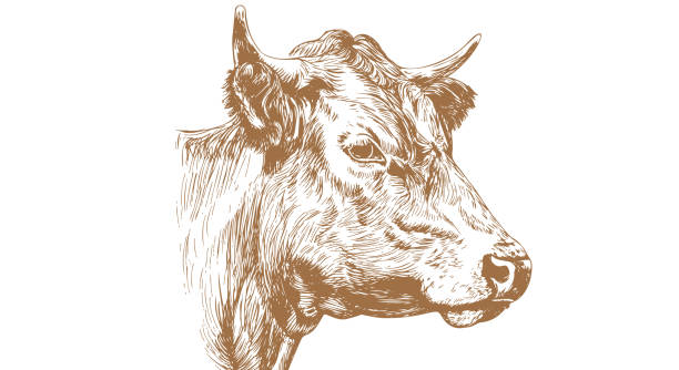 Cow, bull, beef. Vintage retro print, black white cow, bull, beef sketch ink pencil drawing, engrave old school. Sketch artwork silhouette head cow. Side view profile beef bull. Vector Illustration