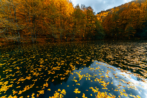 Yellow and orange leaves falling into the clear water of a lake. Autumn leaves falling from tree branches into the lake.