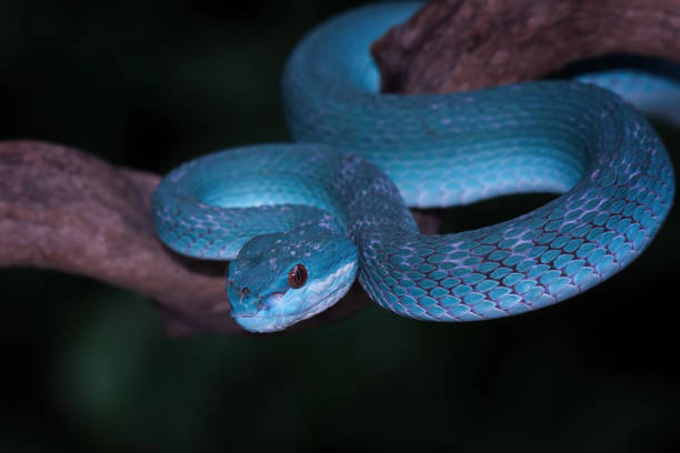 istock blue viper snake close-up on branch, blue insularis,Trimeresurus Insularis 2094411033