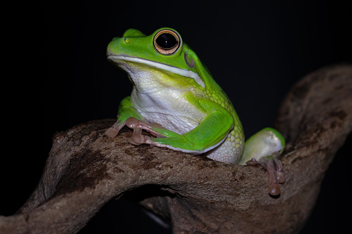 sitting on a branch