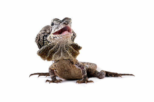 angry lizard isolated on white