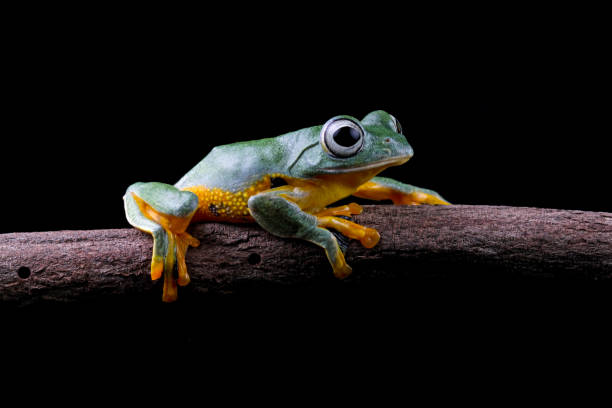 istock flying tree frog sitting on branch , Rhacophorus reinwardtii 2094411045