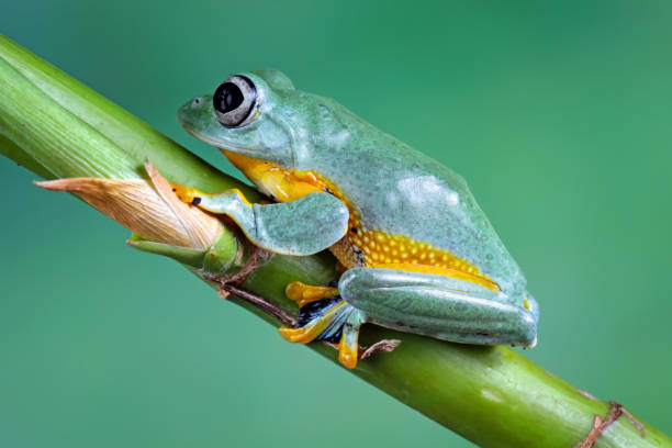 istock flying tree frog sitting on branch , Rhacophorus reinwardtii 2094411048