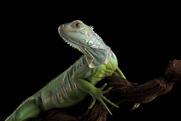 istock Colombian green iguana isolated on black 2094411582