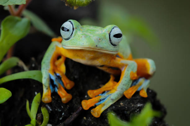 istock flying tree frog sitting on branch , Rhacophorus reinwardtii 2094412099