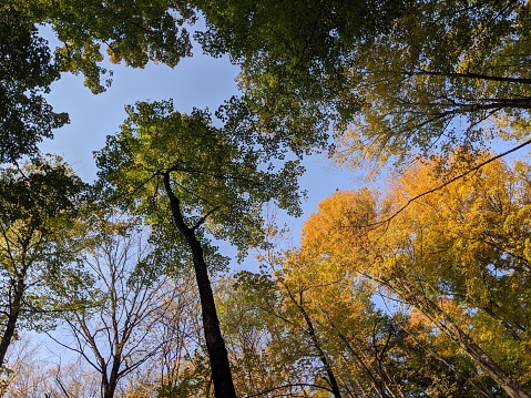 A low-angle view of colorful Yellow and green trees in an Autumn Forest at sundown