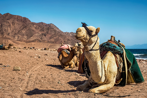 Two Camels in the desert near fresh green desert bushes. Empty Quarter Desert, between United Arab Emirate and the Saudi Arabia, Middle East