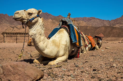 A light brown camel stands between two trees and roams through a green oasis on the edge of the Gobi Desert in Mongolia