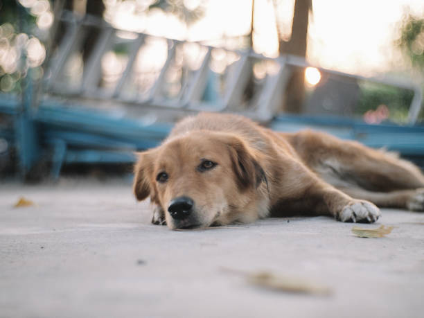 istock Brown Dog in nature 2094446185