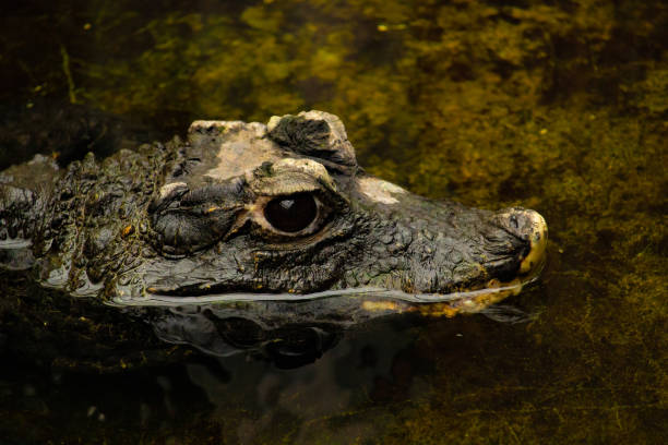 istock China Aligator close up 2094455432