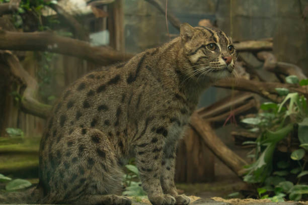 Bobcat at a wildlife rehab peeking over a rock.