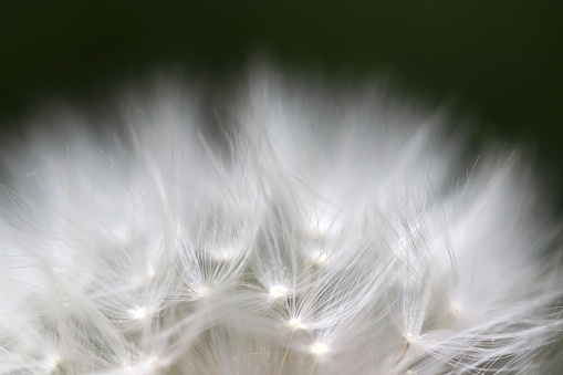 Close-up of a soft, gentle faded dandelion