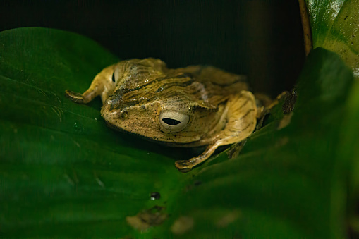 tropical tree frog sitting on leaf