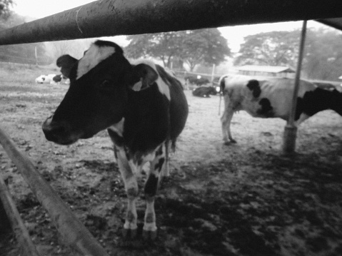 farming milk cow
