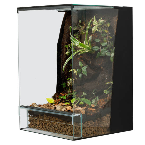 istock Modern Terrarium with Assorted Lush Plants and Layered Substrate 2094471882
