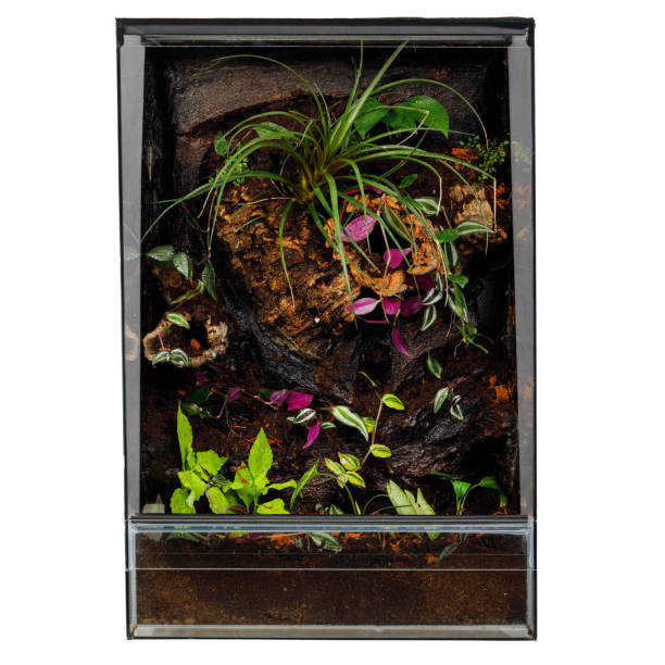 istock Vibrant Miniature Ecosystem with Exotic Plants in a Vertical Terrarium 2094472926