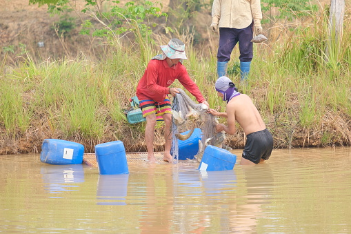 Roi-Et Province, Thailand - March 10: Villagers are helping to bring fish nets out of the swamp.