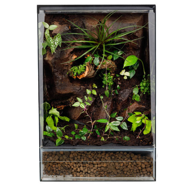 istock Verdant Terrarium with Diverse Plants and Textured Landscape 2094474640
