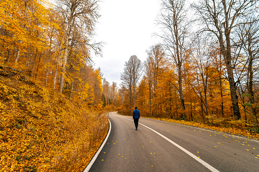 A man walking alone on a deserted forest road full of yellowed trees.