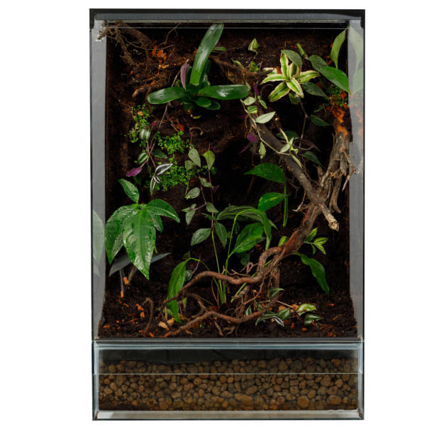istock Lush Indoor Terrarium with Mixed Greenery and Twisted Wood 2094478243