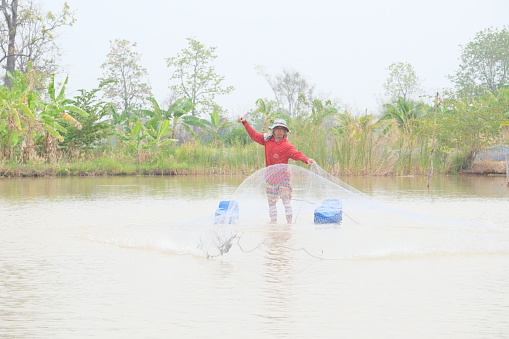 Roi-Et Province, Thailand - March 10: Continuous photographic image 13 out of 15 pictures of villagers standing and casting fishing nets in the middle of the swamp.