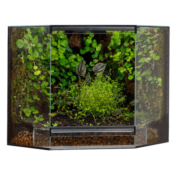 istock Lush Corner Terrarium with a Mix of Vibrant Plants 2094479304