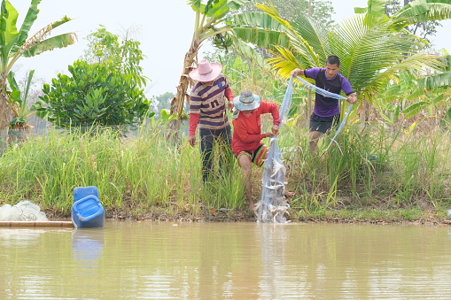 Roi-Et Province, Thailand - March 10: After casting the net to catch fish, many fish were caught in the net. Villagers are helping to bring nets out of the swamp.