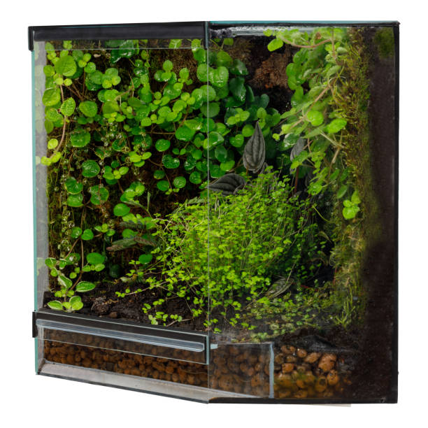 istock Lush Corner Terrarium with a Mix of Vibrant Plants 2094480336