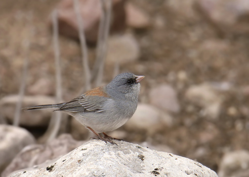 Dark-eyed Junco (Gray-headed) (junco hyemalis) perched on a big rock