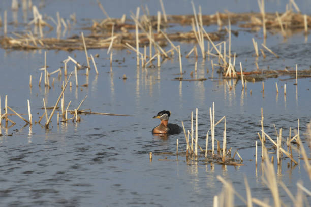 Red-necked Grebe (podiceps grisegena) swimming in a grassy wetland