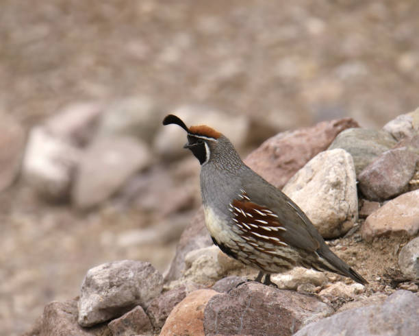 istock Gambel's Quail (male) (callipepla gambelii) perched on a rock 2094489326
