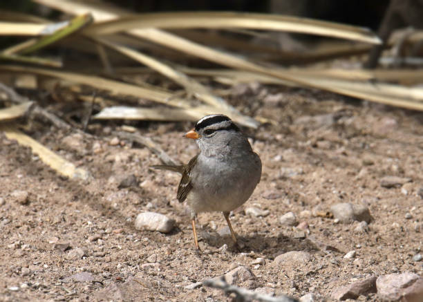 istock White-crowned Sparrow (zonotrichia leucophrys) foraging on the ground 2094489859