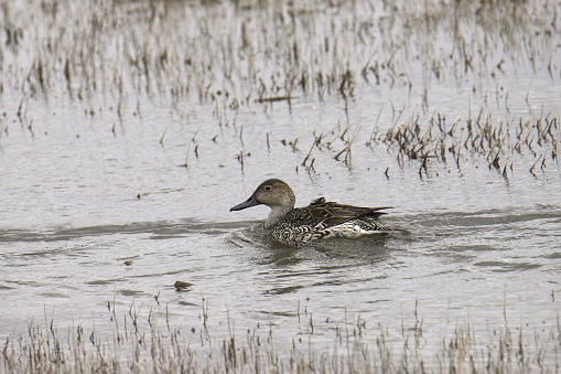 Northern Pintail (female) (anas acuta) swimming in a grassy pond