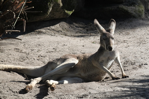 Kangaroo Marsupial, Macropodidae from Australia.