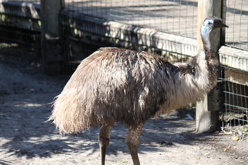 Emu Bird, Dromaius novaehollandiae, Australian large flightless bird.