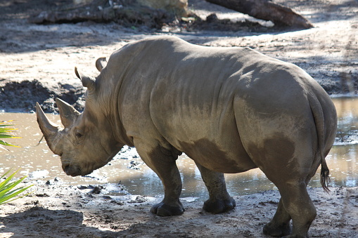 Rhinoceros, horned rhino, odd-toed ungulates, perissodactyla, megafauna,  Rhinocerotidae Rhinocerotoidea large herbivorous mammal animal standing profile.