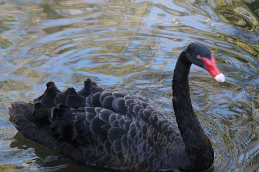 Black Swan, Cygnus atratus, large water bird, from  Australia.