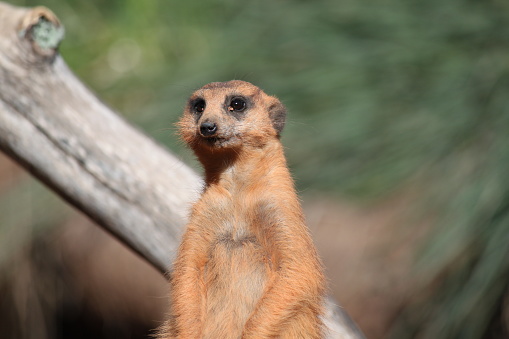 Full-length view of a meerkat standing on a rock against a clean black background.