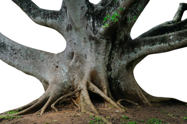 istock Powerful trunk, roots and branches of an old ficus tree isolated on white. 2094517813