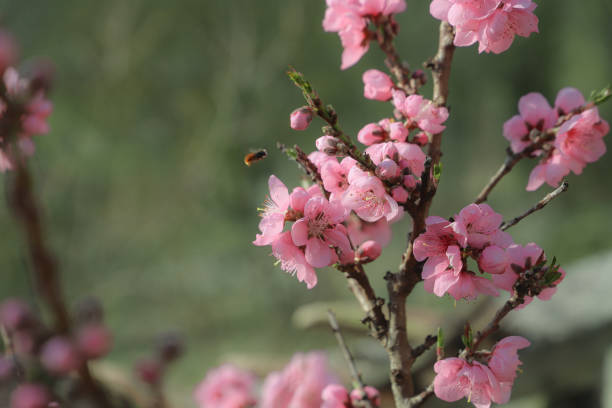 istock cherry blossom in springtime, closeup of pink flowers 2094517843