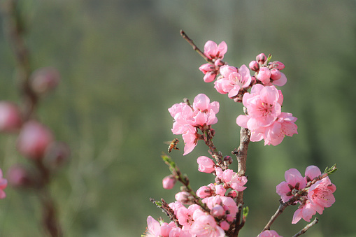 cherry blossom in springtime, closeup of pink flowers