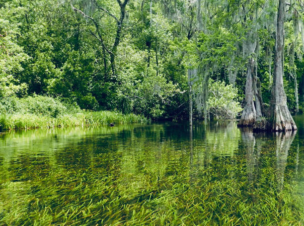 A peaceful waterway meanders through a verdant forest wetland, with sunlight dappling through the trees and reflecting off the clear water.
