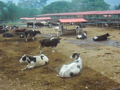 farming milk cow